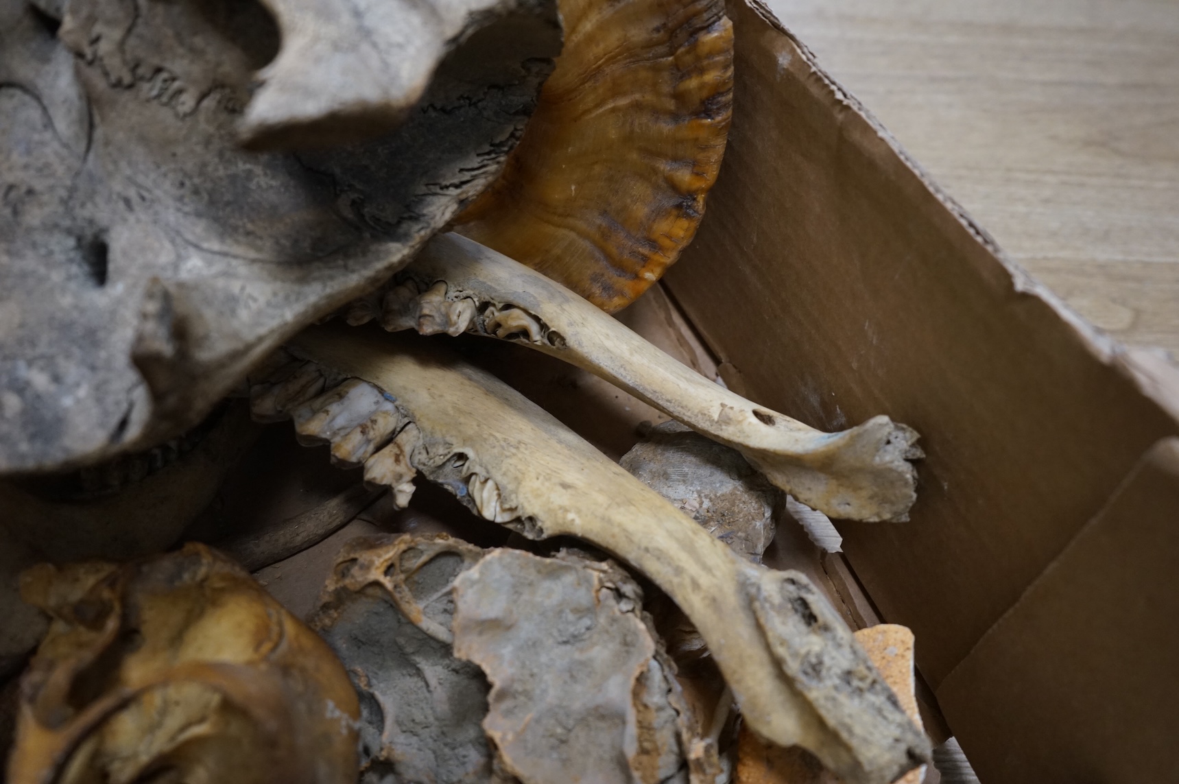 Science interest - a collection of horns, bones, fossils etc.